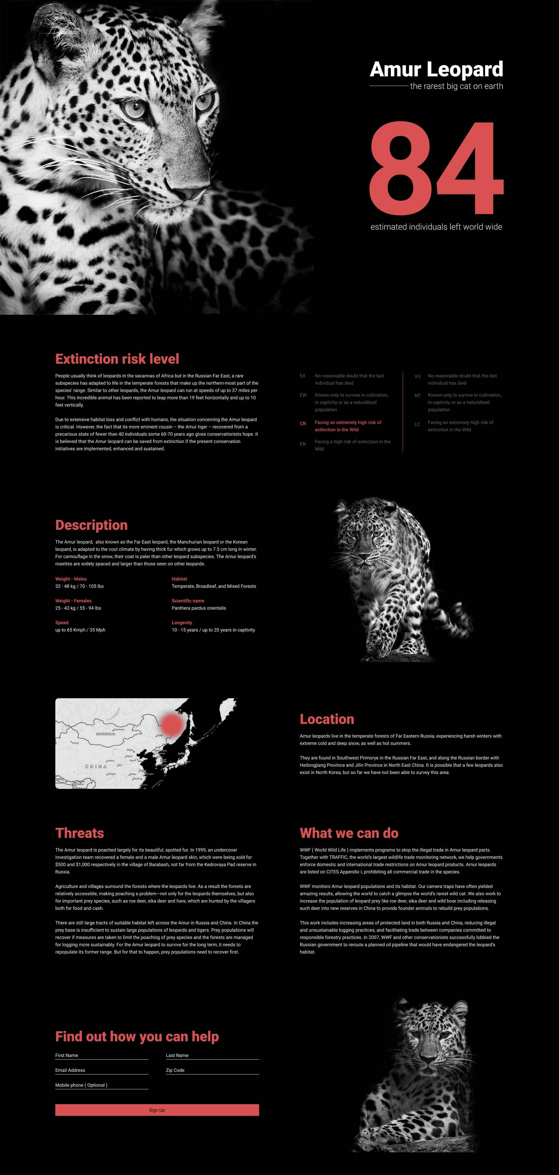 Amur Leopard charity website concept
